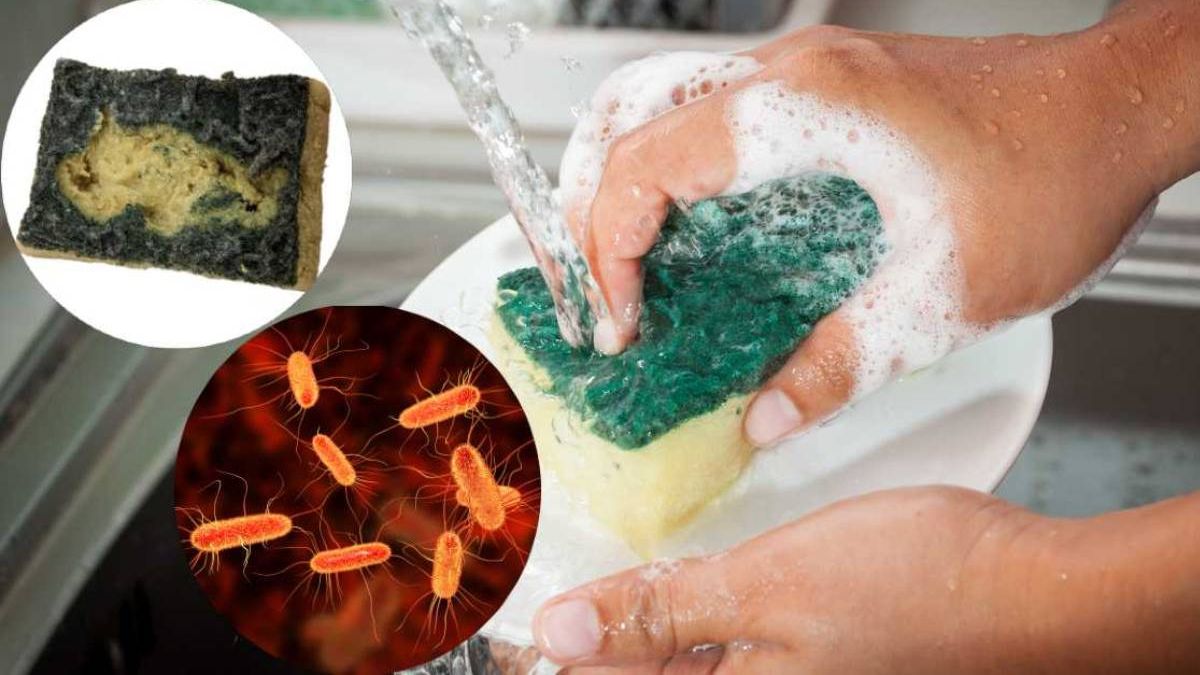 cuánto contamina una esponja de cocina